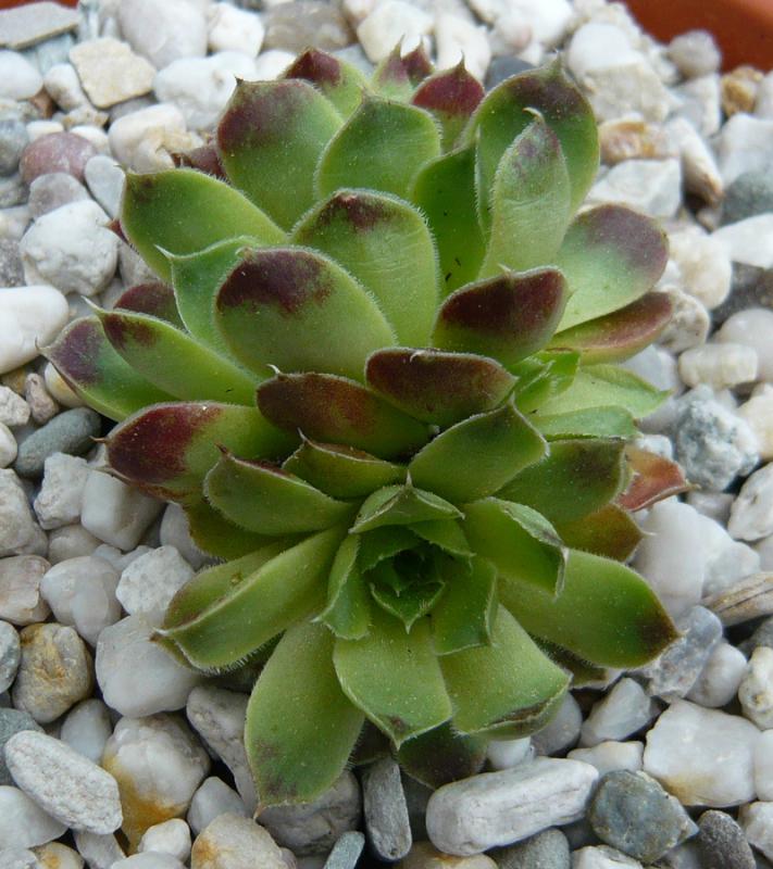 heuffelii (glabrum) from Rhodopen