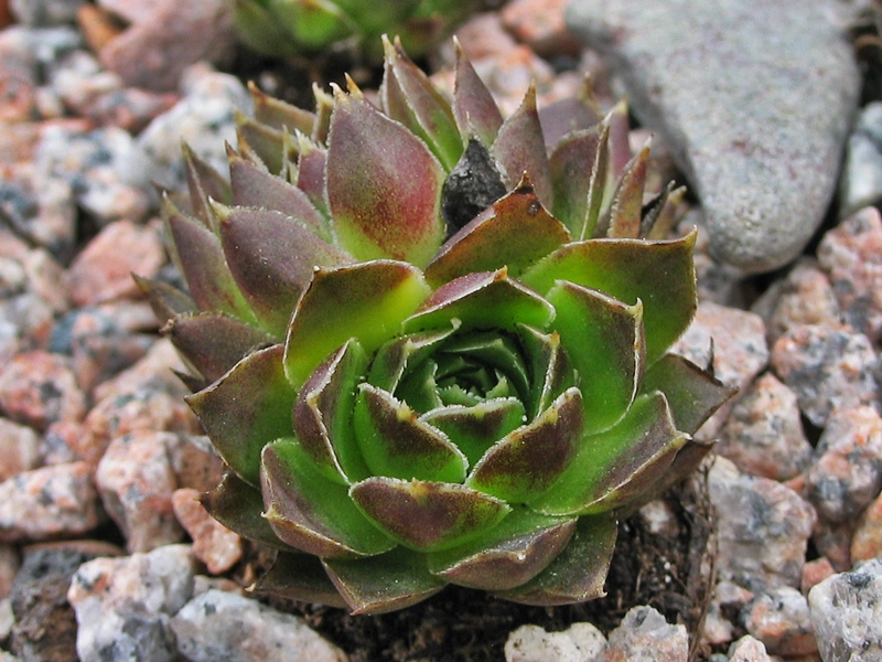 heuffelii (glabrum) from Sarajevo
