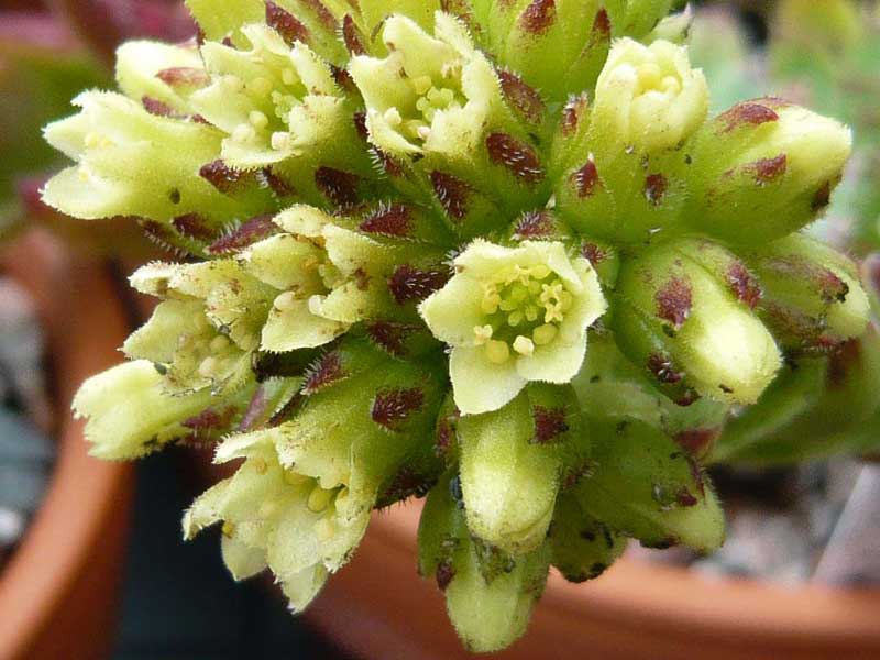 heuffelii (glabrum) from Sarajevo