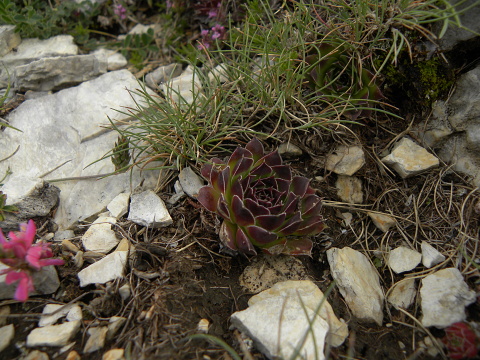 heuffelii (glabrum) from Sattel unter Daneš
