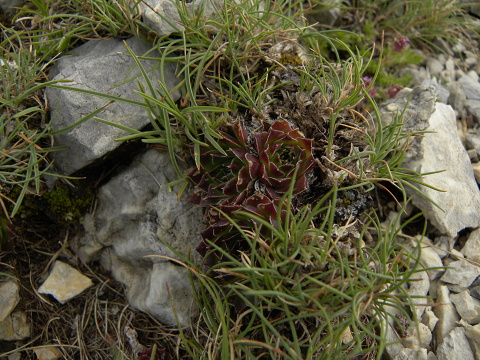 heuffelii (glabrum) from Sattel unter Daneš