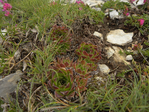 heuffelii (glabrum) from Sattel unter Daneš