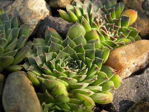 heuffelii (glabrum) from Sattel unter Daneš