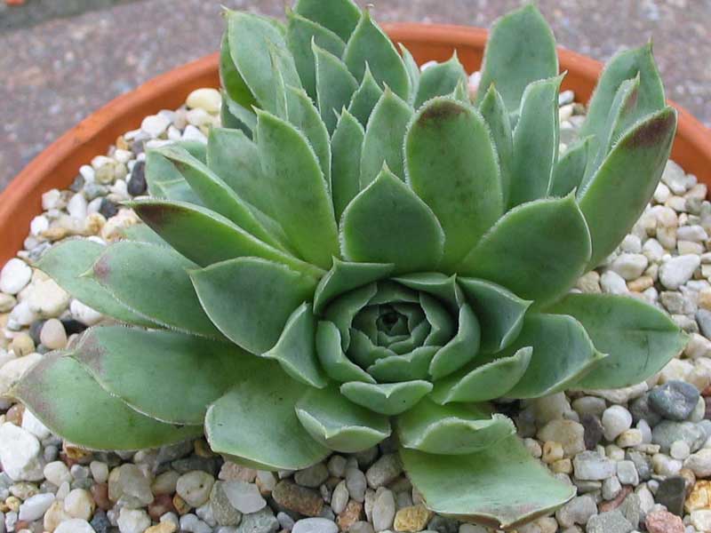 heuffelii (glabrum) from Sokol