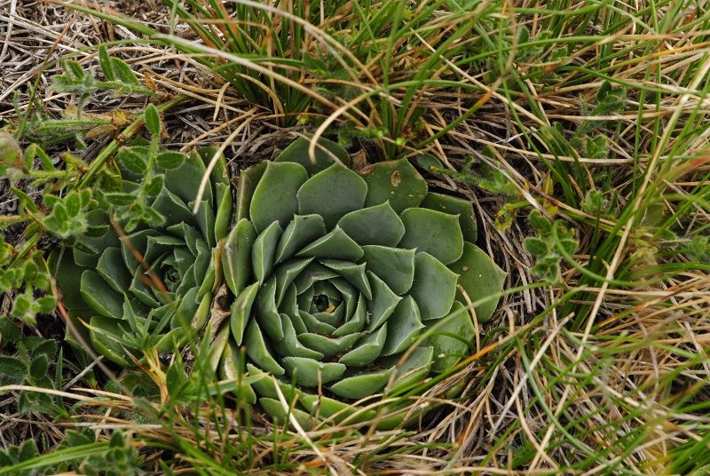 heuffelii (glabrum) from Stogovo, 2195m
