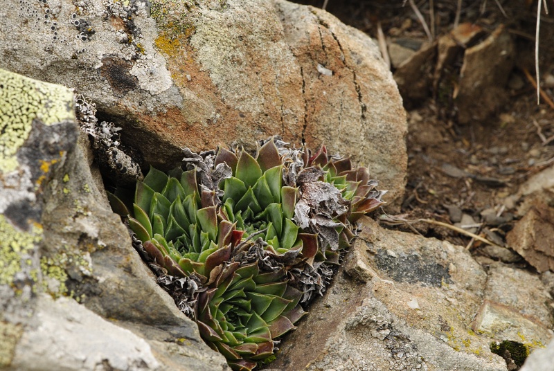 heuffelii (glabrum) from Stogovo, 2195m