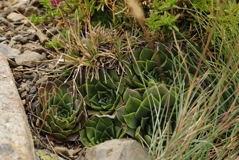 heuffelii (glabrum) from Stogovo, 2195m