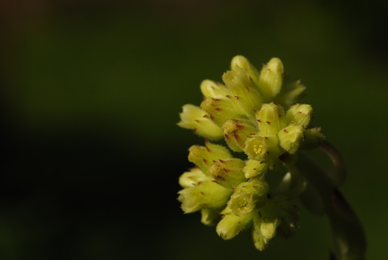 heuffelii (glabrum) from Stogovo, 2195m