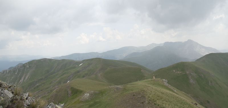 heuffelii (glabrum) from Stogovo, 2195m