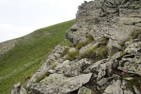 heuffelii (glabrum) from Stogovo, 2195m