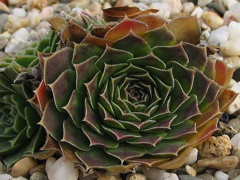 heuffelii (glabrum) from Stogovo