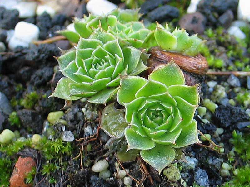 heuffelii (glabrum) from Stogovo