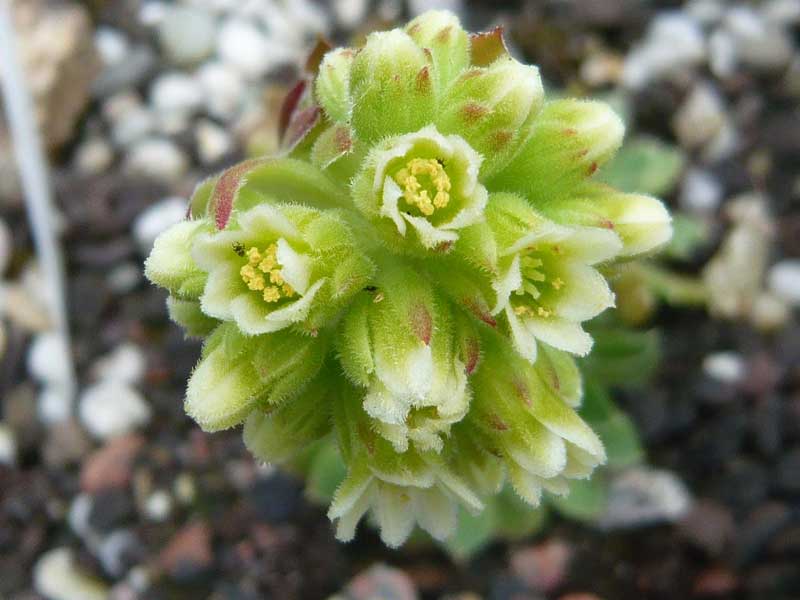 heuffelii (glabrum) from Stogovo