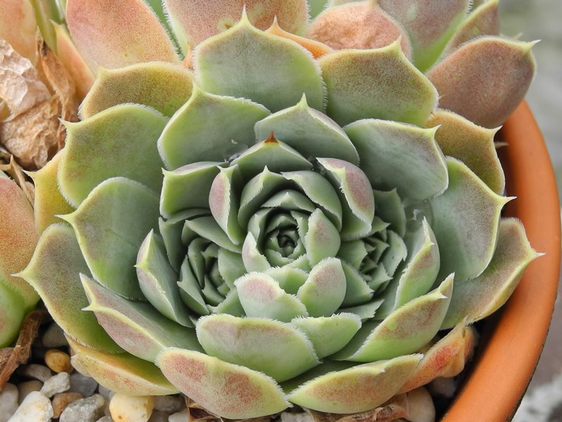 heuffelii (glabrum) from Treska Gorge
