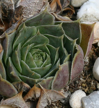 heuffelii (glabrum) from Treska Gorge