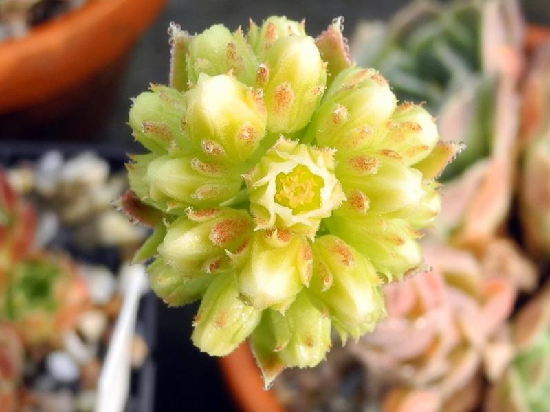 heuffelii (glabrum) from Treska Gorge