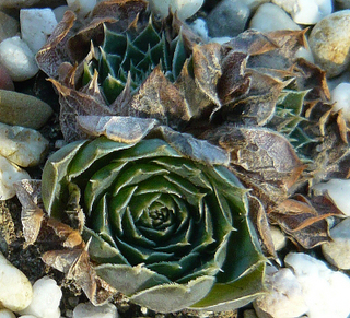 heuffelii (glabrum) from Treska Gorge