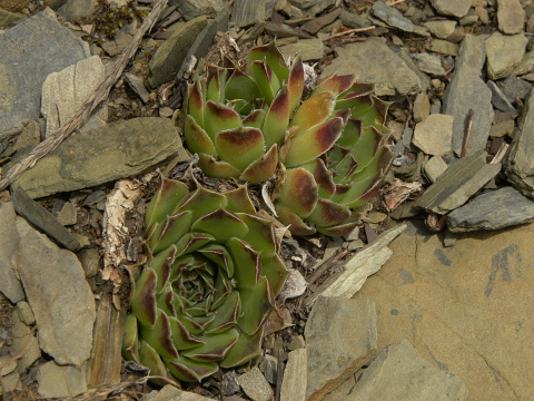 heuffelii (glabrum) from Valušnica (Abhang des Talijanka)