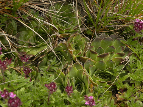 heuffelii (glabrum) from Valušnica (Abhang des Talijanka)