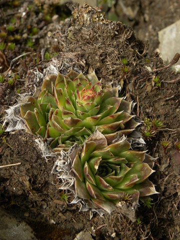 heuffelii (glabrum) from Valušnica (Abhang des Talijanka)