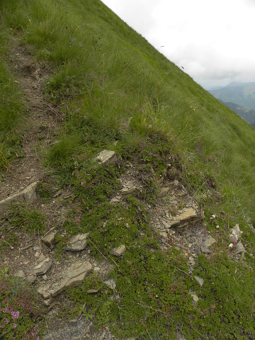 heuffelii (glabrum) from Valušnica (Abhang des Talijanka)