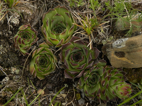 heuffelii (glabrum) from Valušnica (Gipfel des Talijanka)