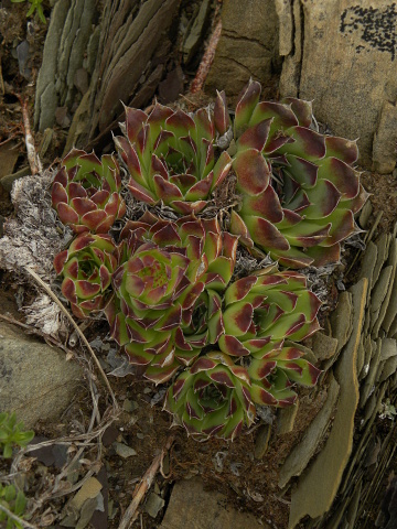heuffelii (glabrum) from Valušnica (Gipfel des Talijanka)