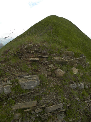 heuffelii (glabrum) from Valušnica (Gipfel des Talijanka)