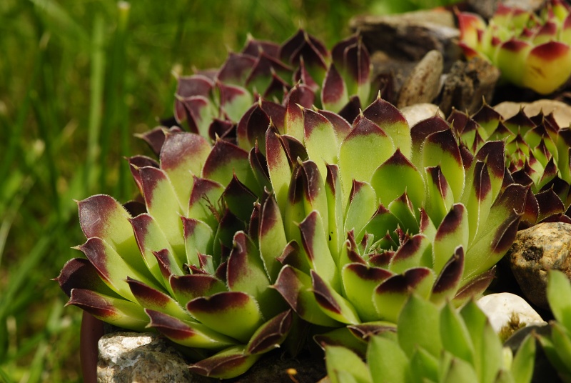 heuffelii (glabrum) from Valušnica (Gipfel des Talijanka)