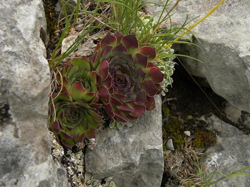 heuffelii (glabrum) from Veljkova Ploča