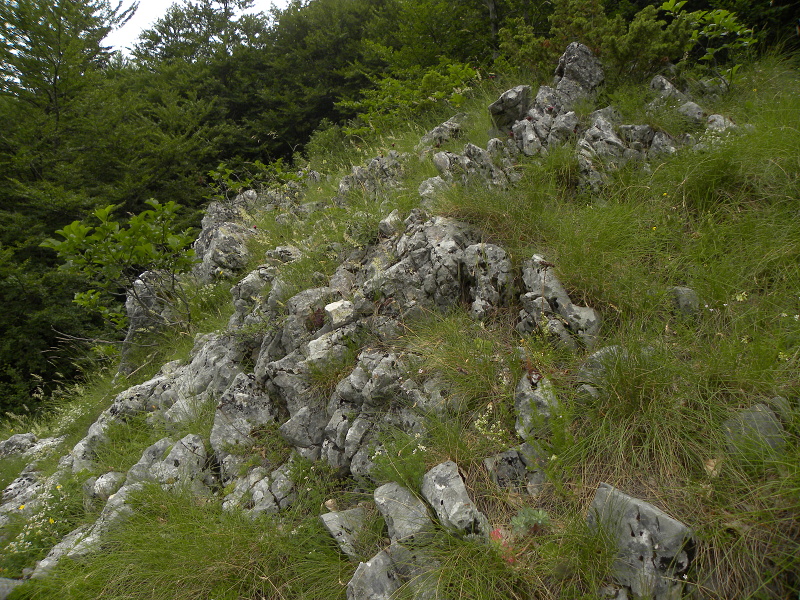 heuffelii (glabrum) from Veljkova Ploča