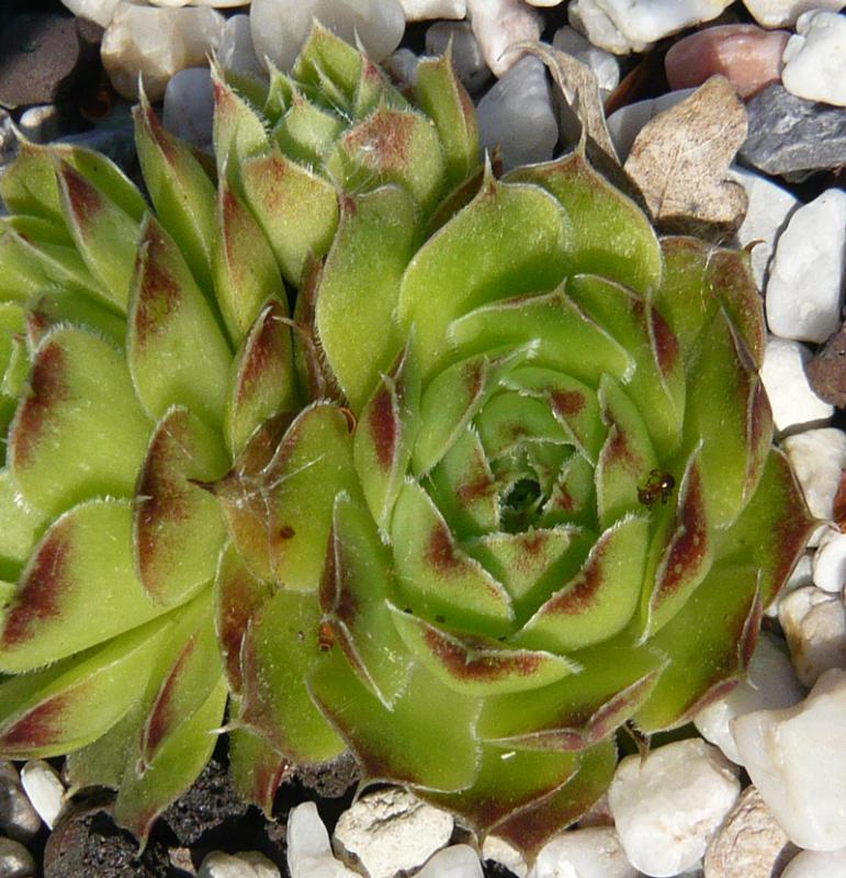 heuffelii (glabrum) from Vitse