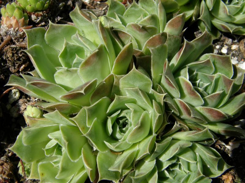 heuffelii (glabrum) from Vitse