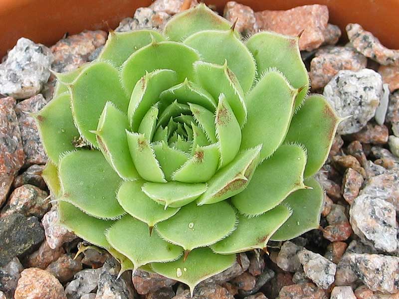 heuffelii (glabrum) from Vitse