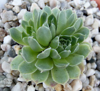 heuffelii (glabrum) from Vitse