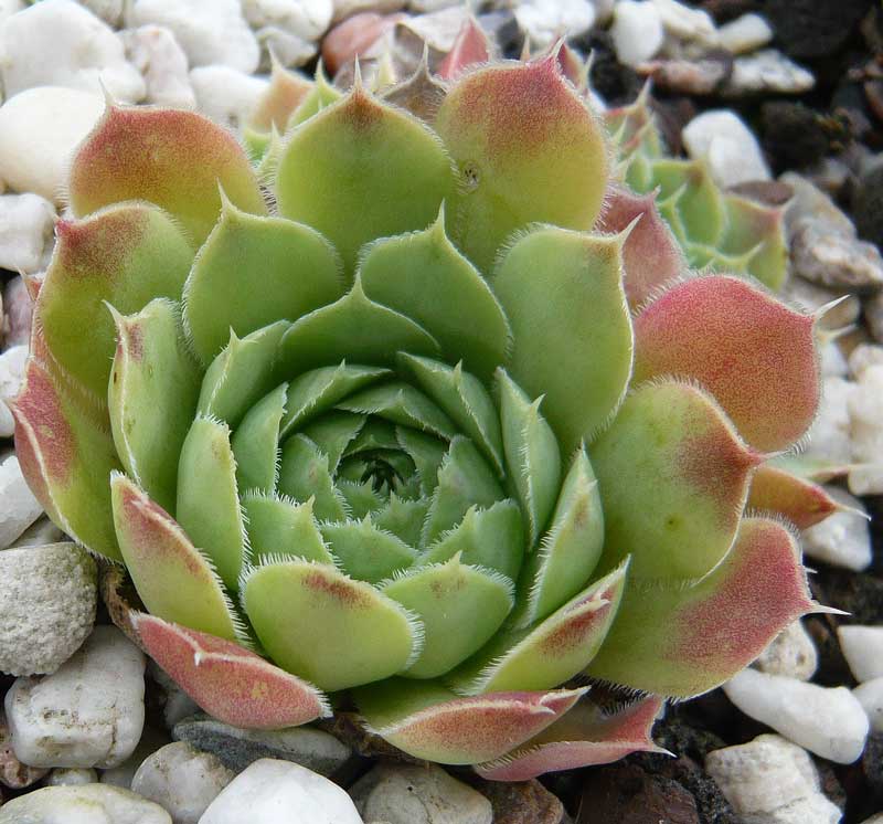 heuffelii (glabrum) from Vitse