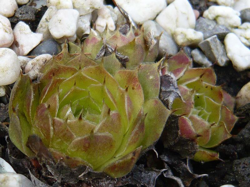 heuffelii (glabrum) from Vitse