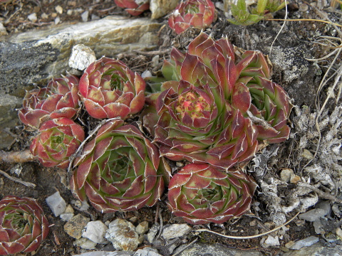 heuffelii (glabrum) from Vreteno