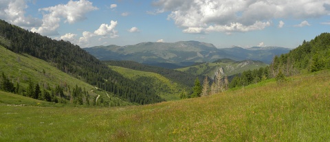 heuffelii (glabrum) from Vreteno