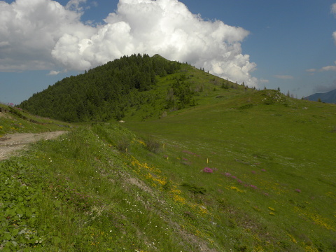 heuffelii (glabrum) from Vreteno