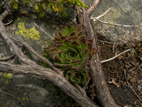 heuffelii (heuffelii) from Cherni vrah