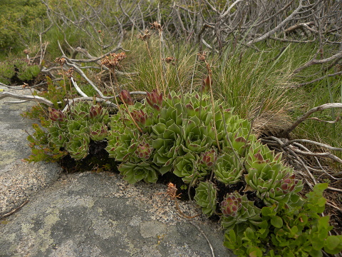 heuffelii (heuffelii) from Cherni vrah