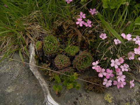 heuffelii (heuffelii) from Cherni vrah
