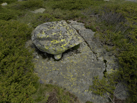 heuffelii (heuffelii) from Cherni vrah