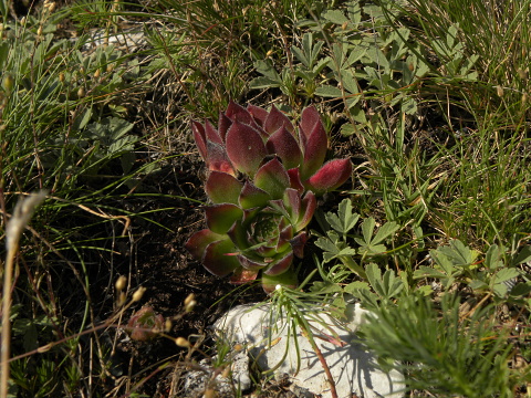 heuffelii (heuffelii) from Domogled