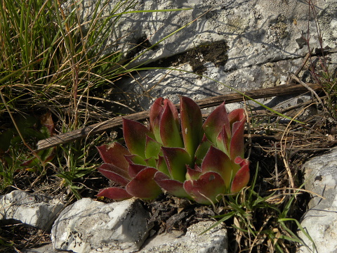 heuffelii (heuffelii) from Domogled