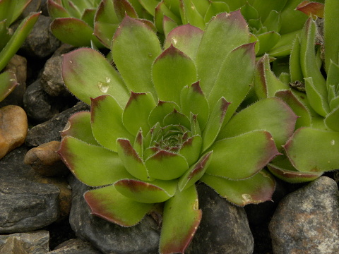 heuffelii (heuffelii) from Domogled