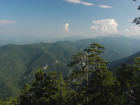 heuffelii (heuffelii) from Domogled