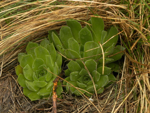 heuffelii (heuffelii) from Popovokapski ezero