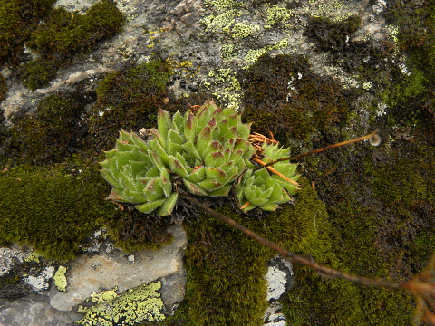 heuffelii (heuffelii) from Popovokapski ezero